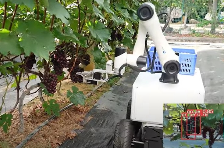 Un robot qui vendange, ça existe !