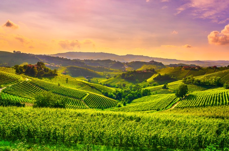 Connaissez-vous les « 5M » de la fertilité des sols viticoles ?