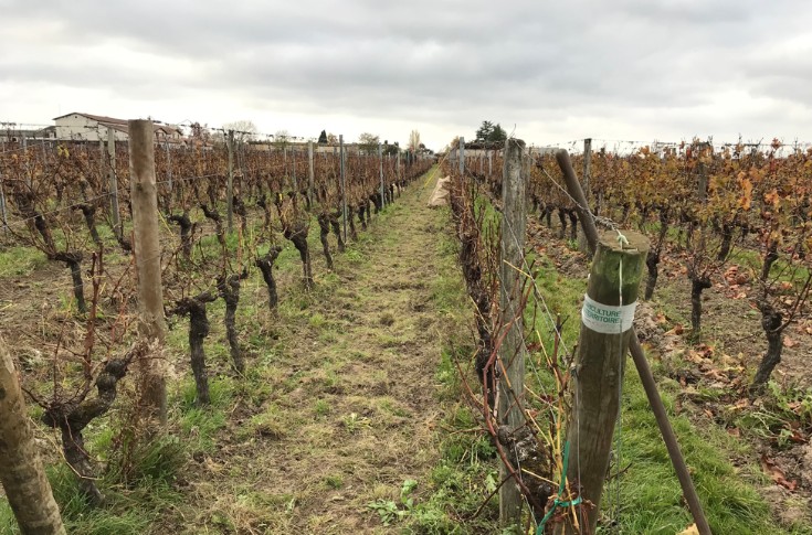 Ramasser les feuilles après les vendanges plutôt que le mildiou l’année d’après