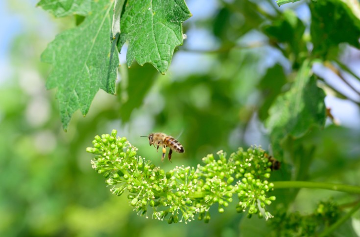Parmi vos phytos vigne, lesquels utiliser pour protéger les abeilles ? 