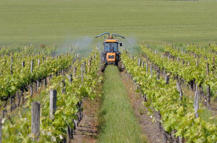 6 phytos en moins pour lutter contre le black-rot, l’oïdium, et le brenner de la vigne