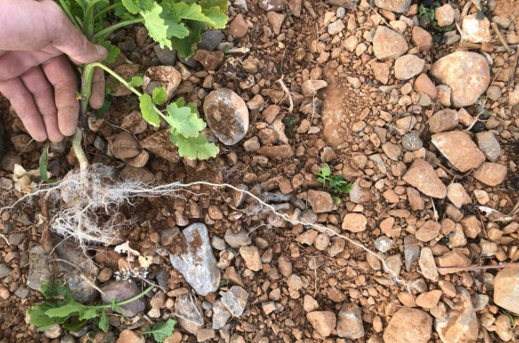 Le biochar à l'essai dans les vignes pour lutter contre le changement climatique