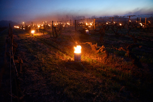 Risques de gelées blanches ce mercredi 5 avril dans le vignoble   