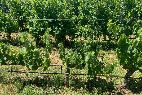 'Plus d'irrigation avec la même quantité d'eau' pour les vignerons français   
