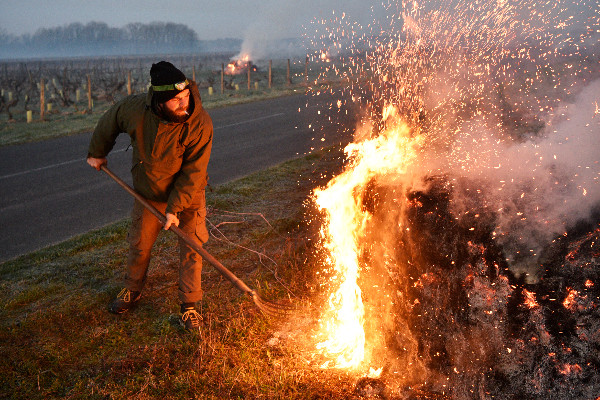 10 à 15 % de dégâts de gel attendus sur les vignes arrivées à pointe verte
