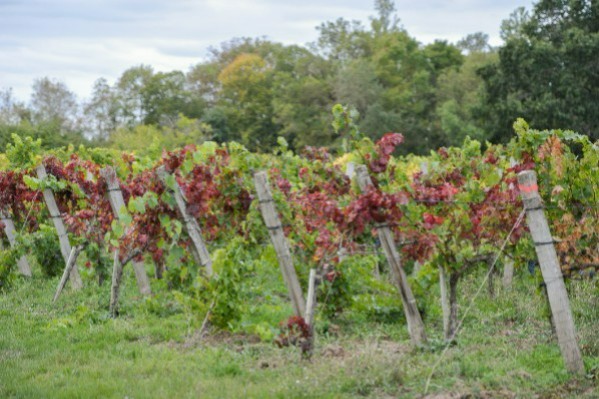 Le vignoble de Bourgueil en lutte contre la flavescence dorée