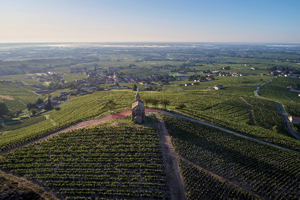 Premiers crus en ligne de mire pour les vins de Fleurie
