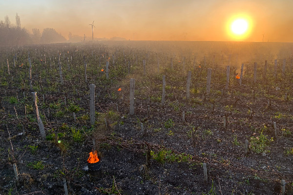 Gel localisé et dégâts limités pour les vignes, ouf !