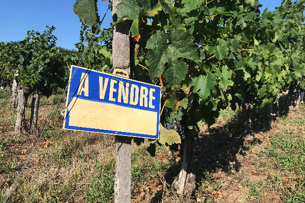 Le casse-tête des seuils d’accaparement/agrandissement des terres viticoles   