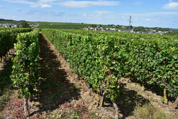 L’Anjou-Saumur lance la bataille viticole contre la flavescence dorée