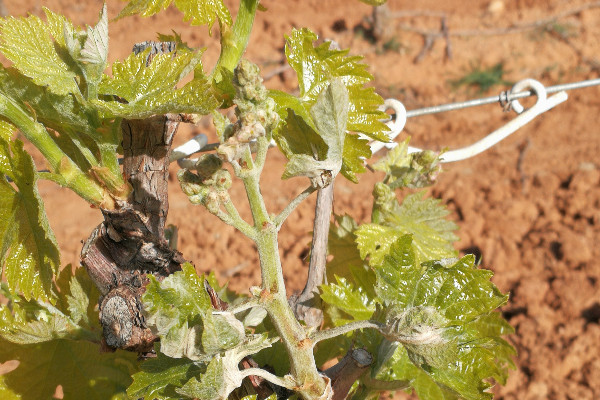 Traitements oïdium et sécheresse persistante lancent le millésime 2023