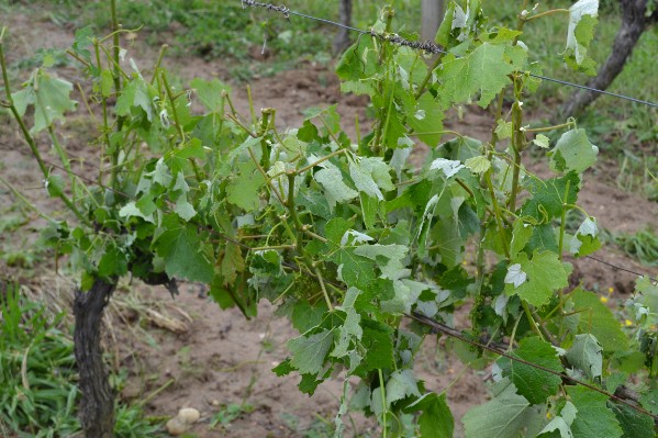 Gel, grêle, sécheresse… Comment limiter la casse au vignoble ?