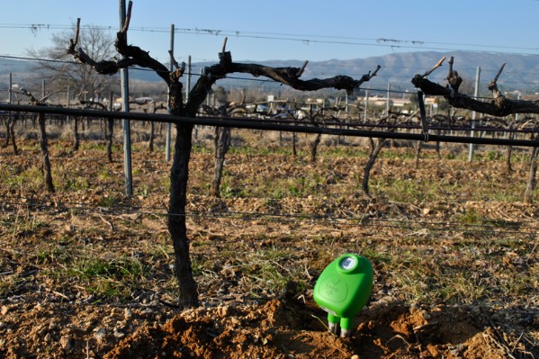 Des sondes pour identifier le meilleur remède à la sécheresse au vignoble