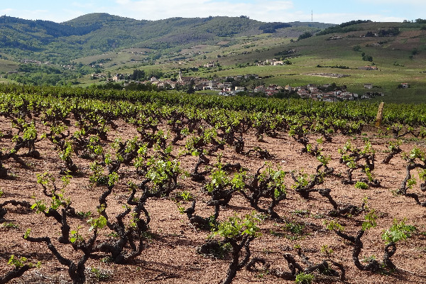 Le vignoble du Beaujolais dévoile 12 'personnalités géologiques'