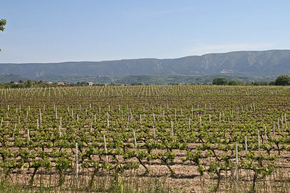 Ni pluie ni maladies dans le vignoble du Vaucluse