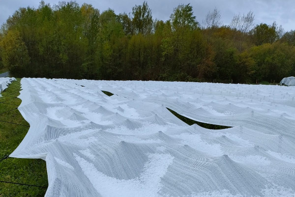 Après le gel, la grêle tombe sur ces voiles mais pas sur la vigne dessous