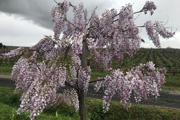 Ce que la relance de Sauternes peut enseigner aux autres vins de Bordeaux