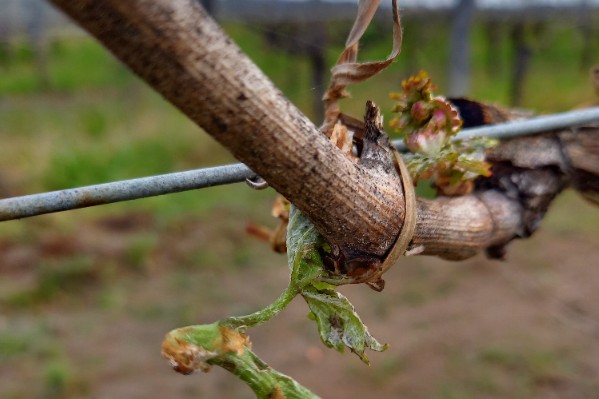 La grêle dévaste localement des vignes de Bordeaux