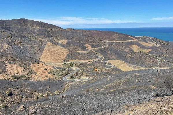 A Cerbère, seules les vignes ont résisté à l’incendie 