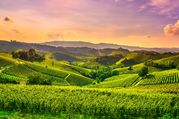 Connaissez-vous les « 5M » de la fertilité des sols viticoles ?