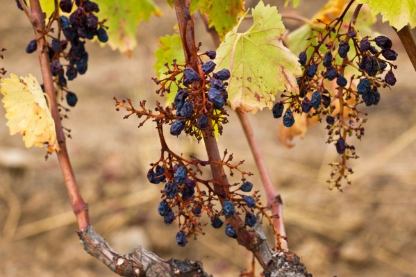Les vignerons du sud de la France vont-ils vendanger quelque chose en 2023 ?