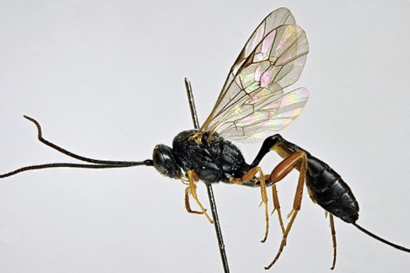 Comment la guêpe Campoplex capitator vient à bout d’eudémis au vignoble