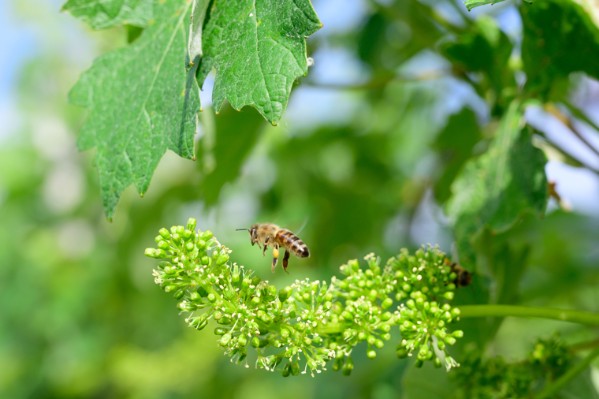Parmi vos phytos vigne, lesquels utiliser pour protéger les abeilles ? 