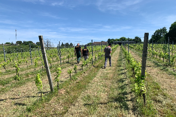 350 000 travailleurs et travailleuses de la vigne et du vin en France