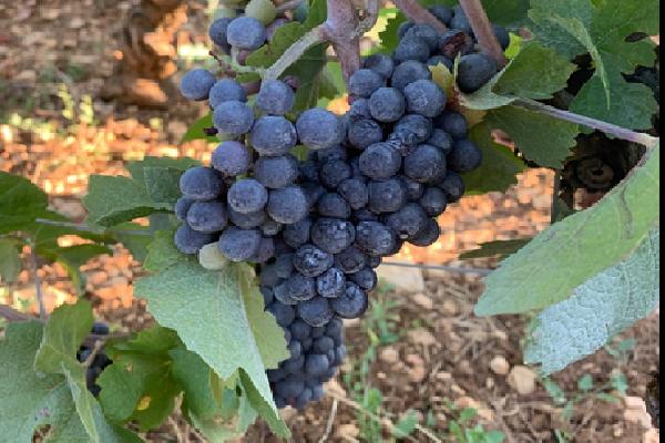  De nouveaux produits pour protéger les vignes et les grappes des coups de soleil