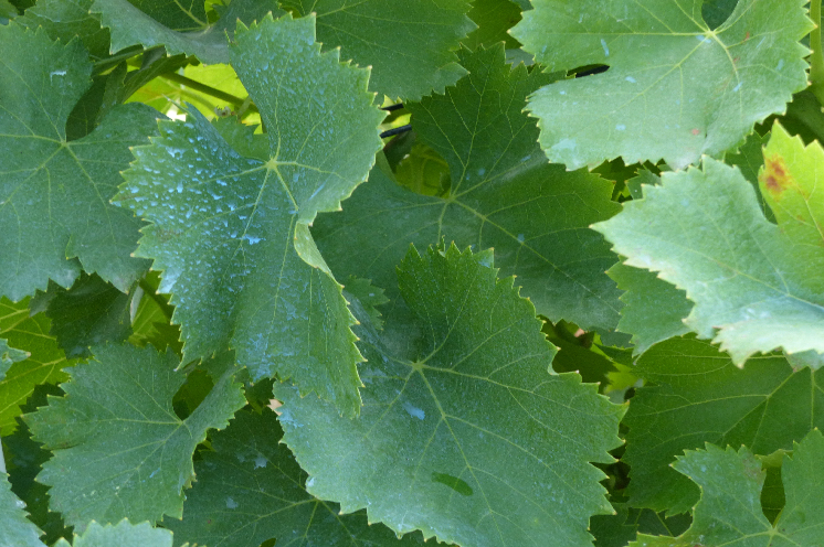 Le cuivre resterait efficace contre le mildiou de la vigne même après 30 mm de pluie