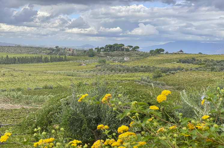 En Italie, le vignoble du Latium en quête de notoriété