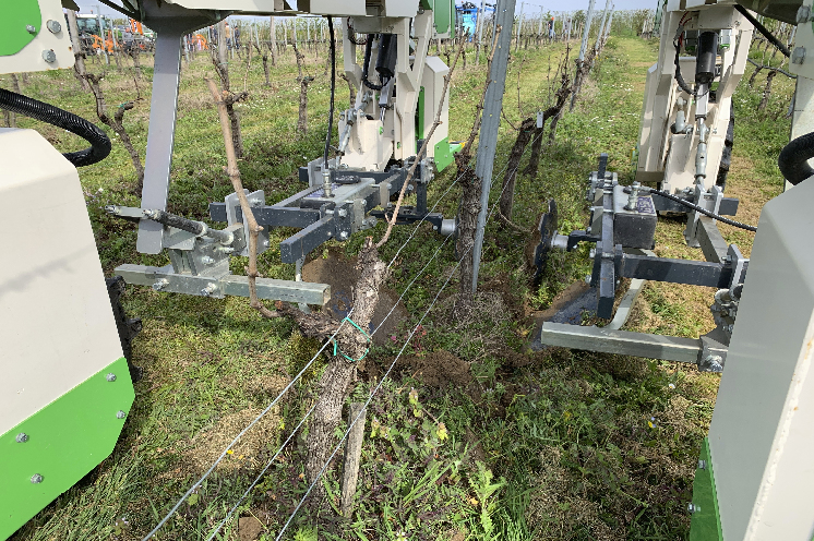 Trois interceps à l'épreuve de conditions extrêmes dans les vignes en Gironde