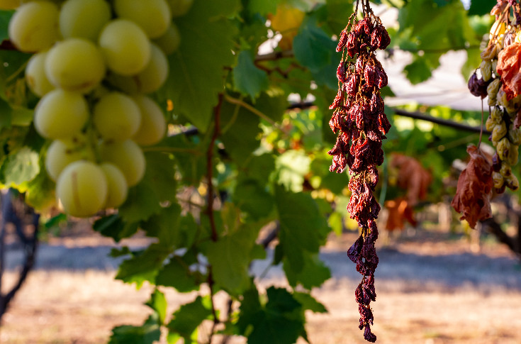 Vers un stress-test climatique pour les installations/reprises de vignoble
