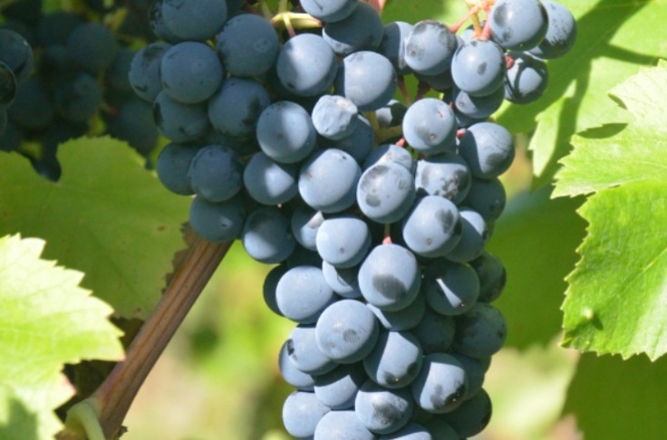 Inscription d'un nouveau cépage résistant à oïdium, mildiou, et tolérant au black-rot et au botrytis