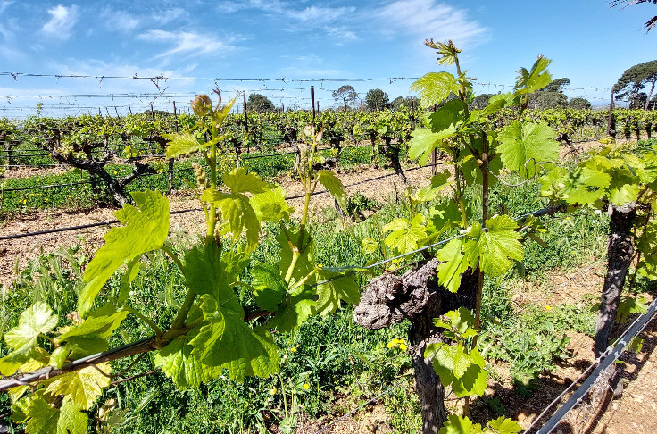 Premiers traitements anti-oïdium dans les vignes du Languedoc