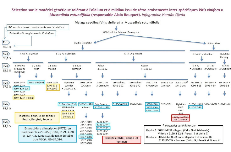 Des cépages résistants qualitatifs pour l'adaptation climatique, la réduction du cuivre et même des sulfites...