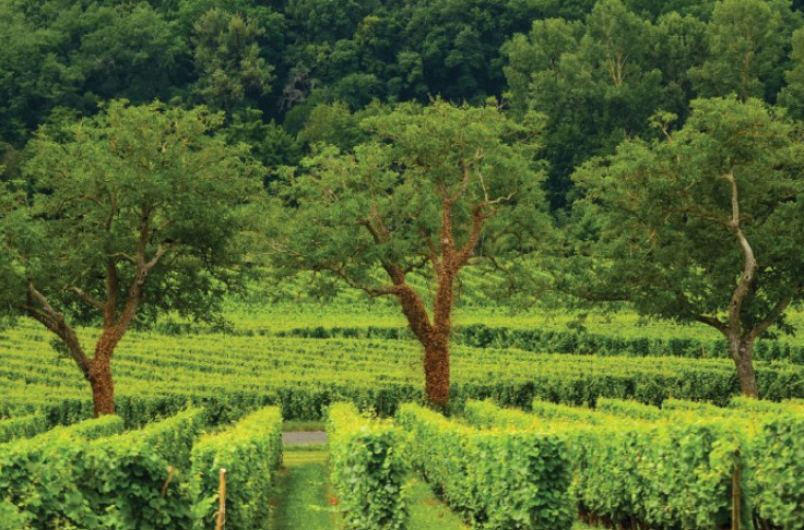Tous les vignobles du Sud-Ouest ne sont pas égaux face au changement climatique