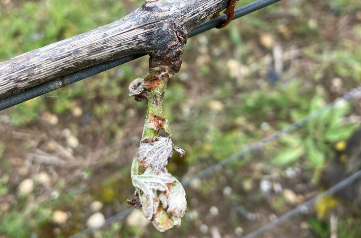 Des feuilles de vignes brulées par les vents salés