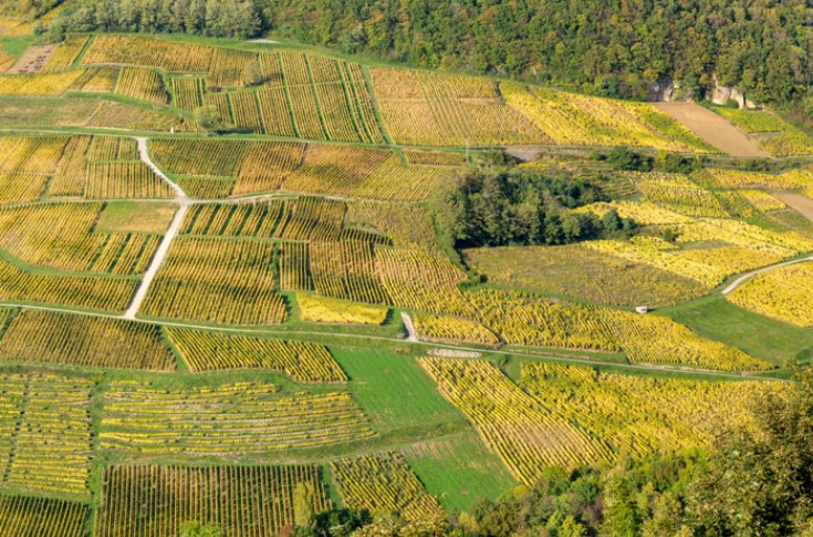 Les vignes atteintes de flavescence dorée bientôt fichées ?