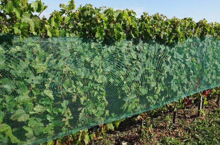 Une boîte à outils pour adapter le vignoble au dérèglement climatique