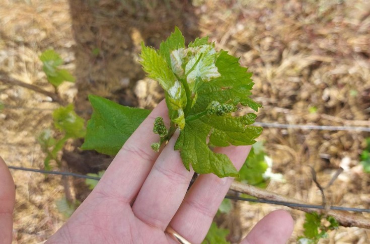 Le vignoble de Gascogne essuie son premier gros orage de grêle