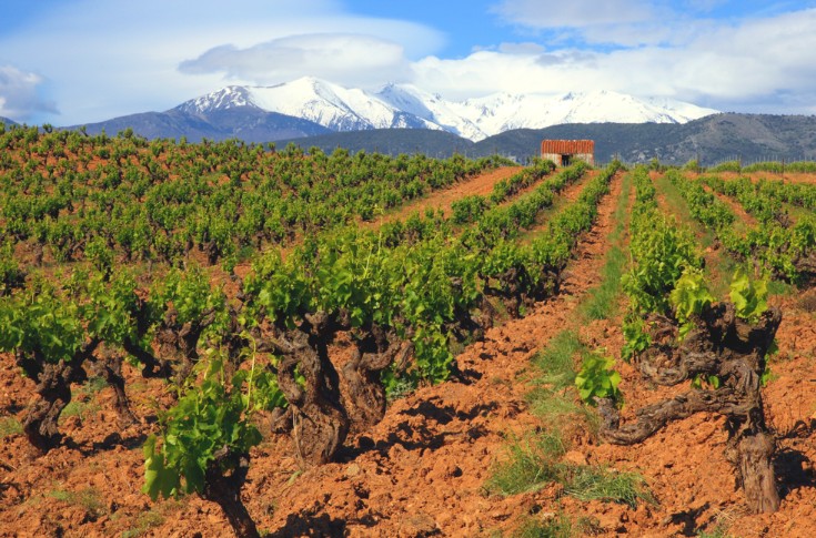 Bon début de millésime pour les vignerons du Roussillon