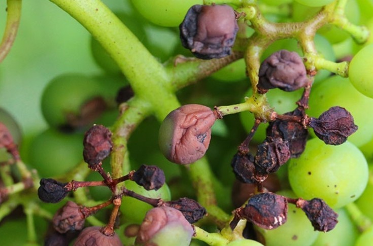 Un « wiki » pour tout savoir du biocontrôle en viticulture