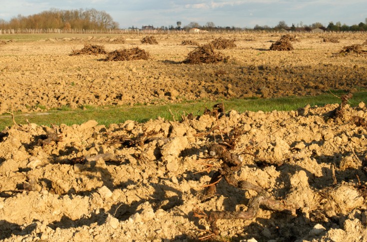 Le vignoble veut pouvoir arracher dès mi-octobre temporairement à 2 500 €/ha et définitivement à 4 000 €/ha