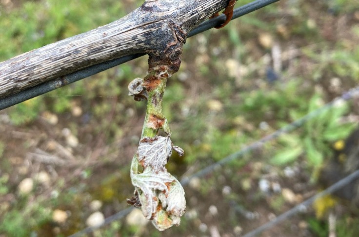 Vine leaves burnt by salt-laden breezes in France