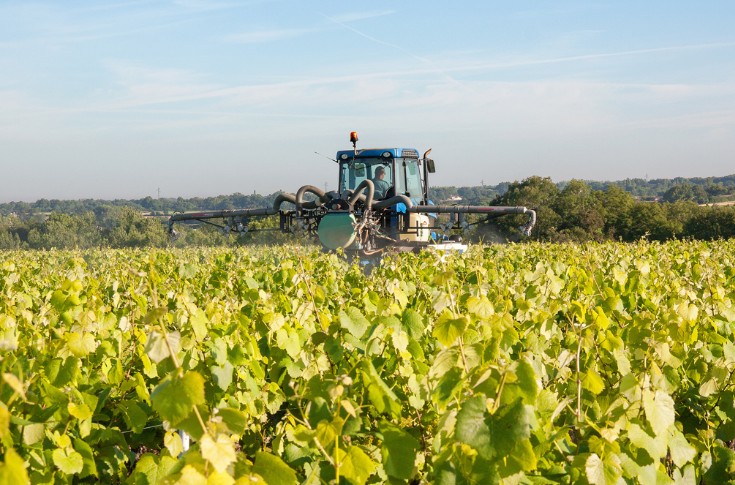 Un an de sursis pour le certiphyto des vitis