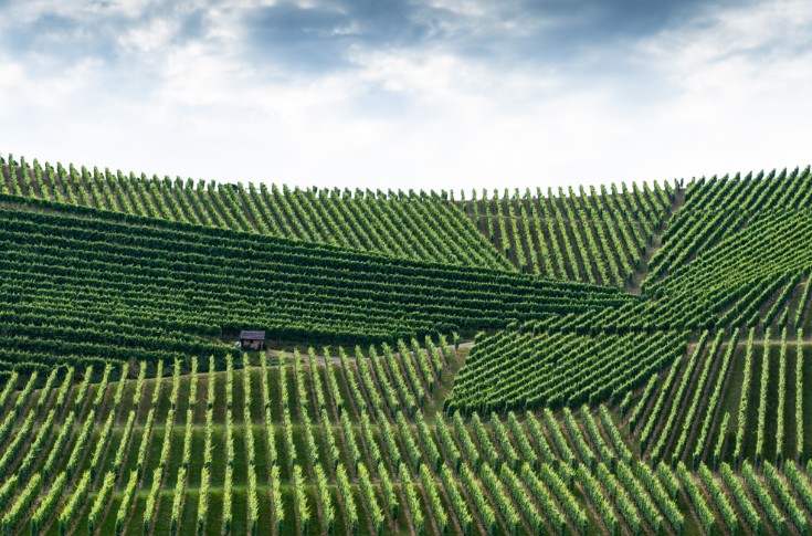 La Champagne ne veut pas devenir un vignoble mixte