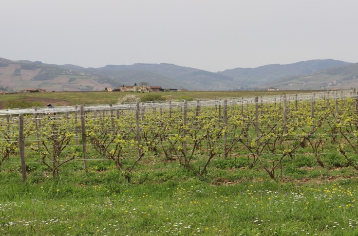 Comment les entreprises du vin peuvent réduire, compenser et afficher les émissions de CO2