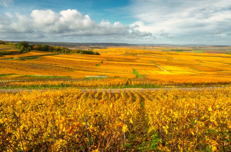 Vers une prospection obligatoire de la flavescence dorée en Champagne