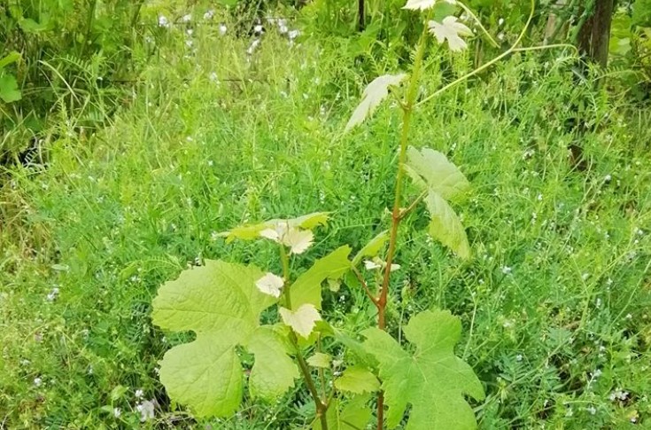Les cépages rares ont de l’avenir en Centre Val de Loire
